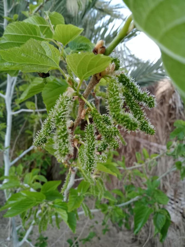 Wafla Villa Siwa Oasis Екстериор снимка