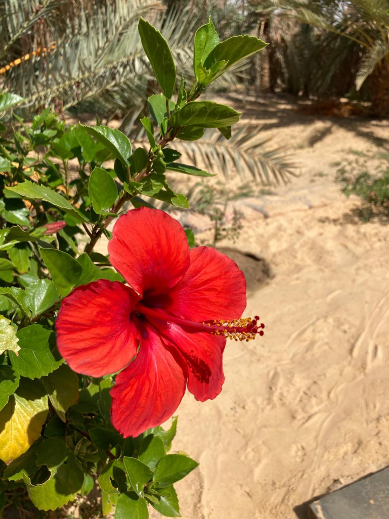 Wafla Villa Siwa Oasis Екстериор снимка