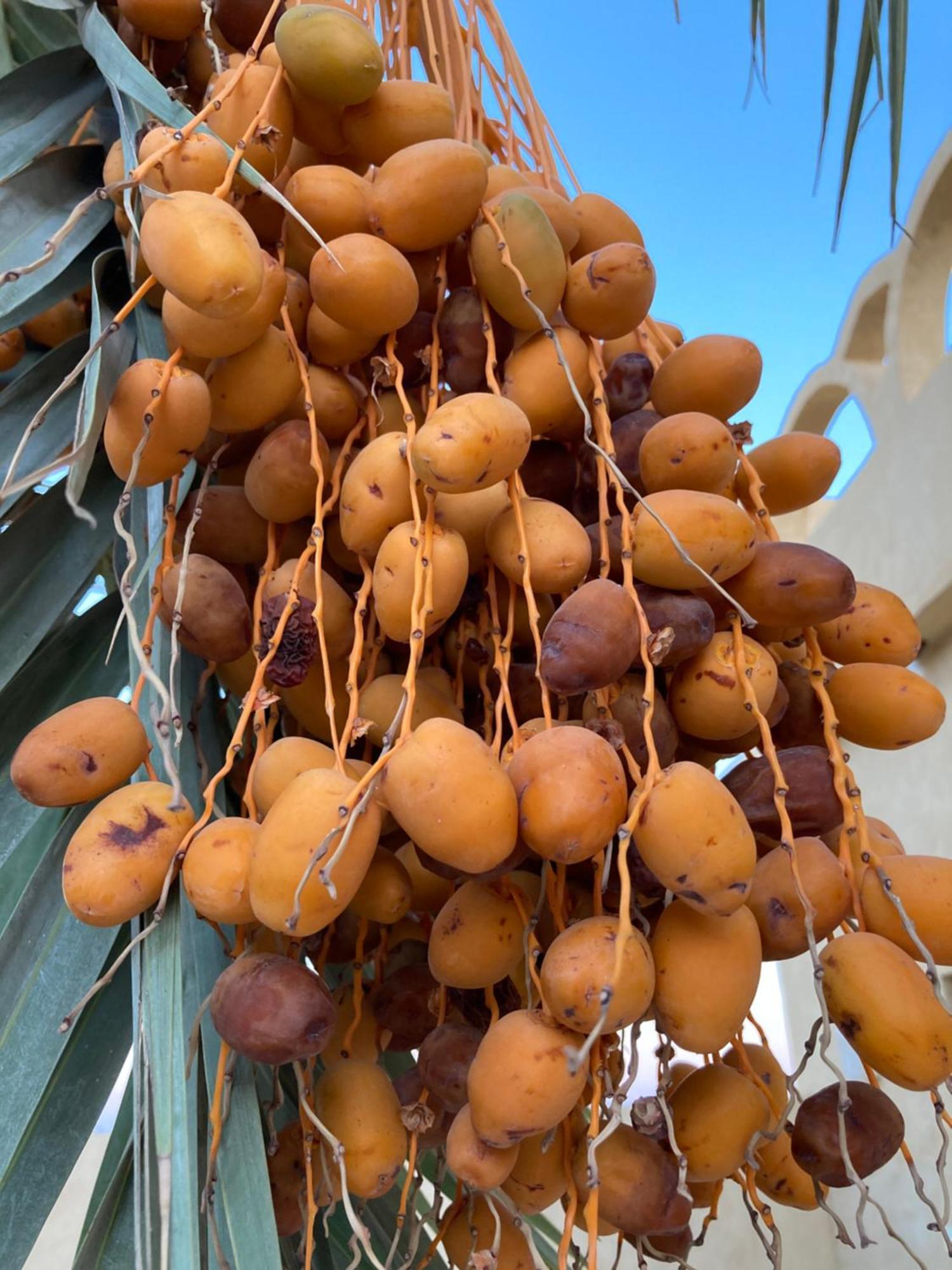 Wafla Villa Siwa Oasis Екстериор снимка
