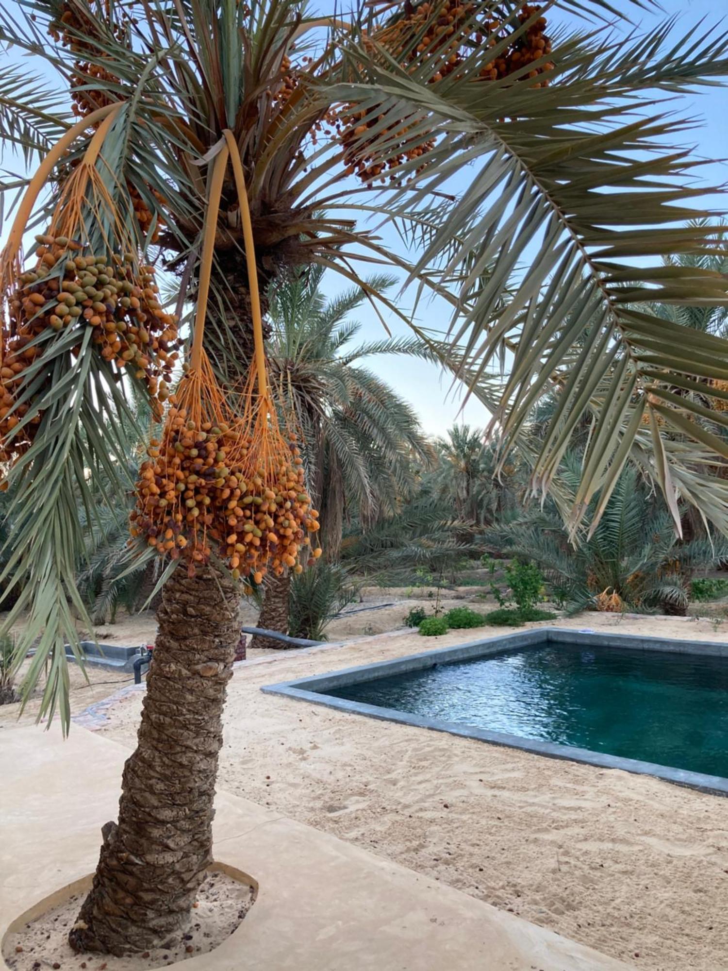 Wafla Villa Siwa Oasis Екстериор снимка